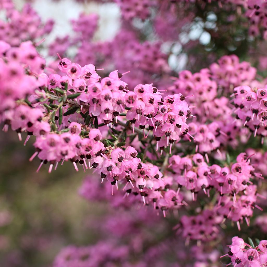 Erica canaliculata