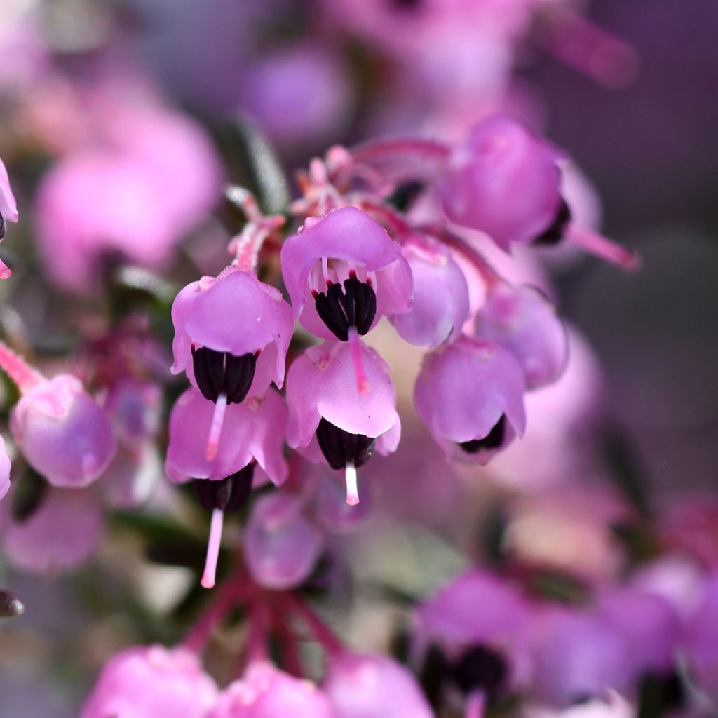 Erica canaliculata