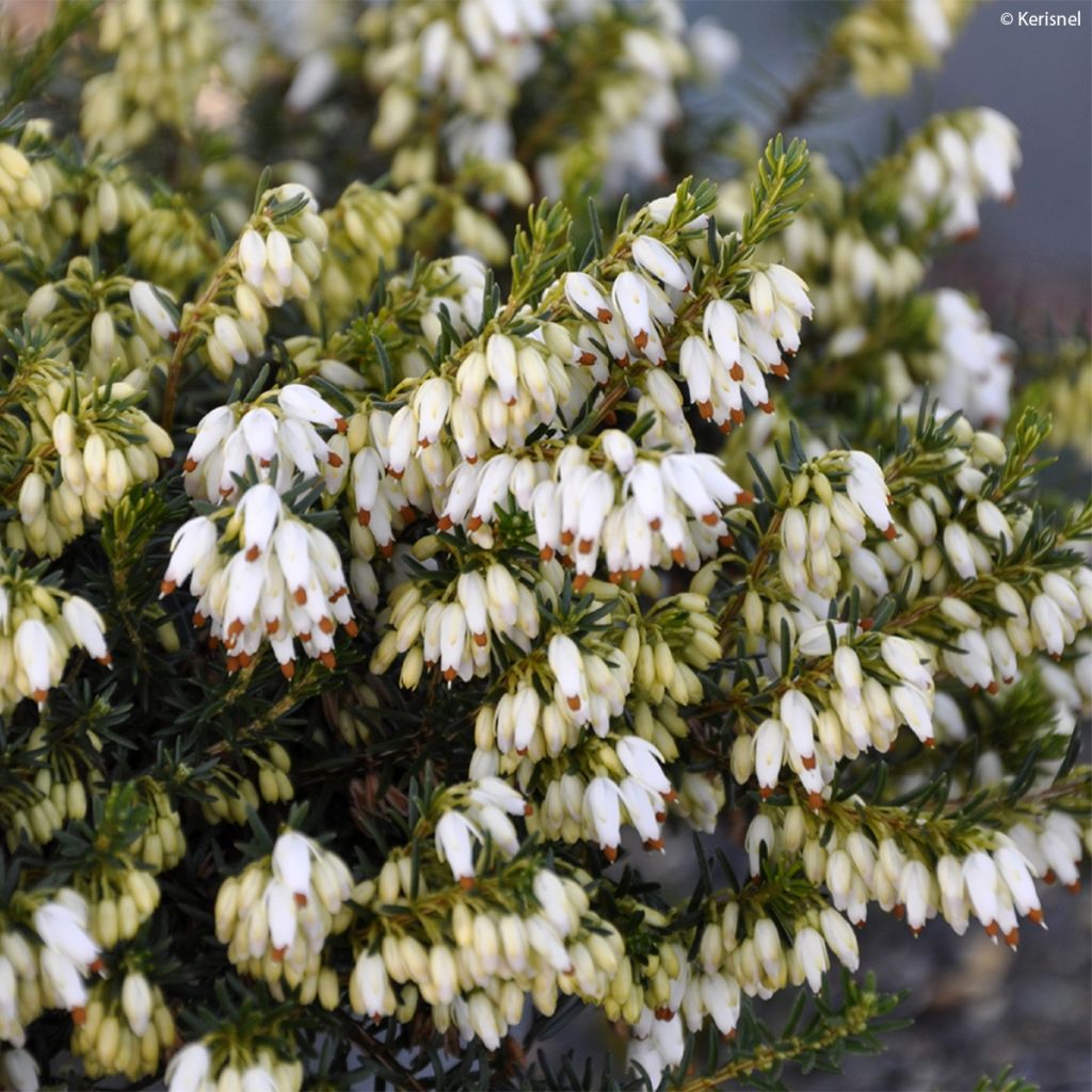 Erica carnea Isabell