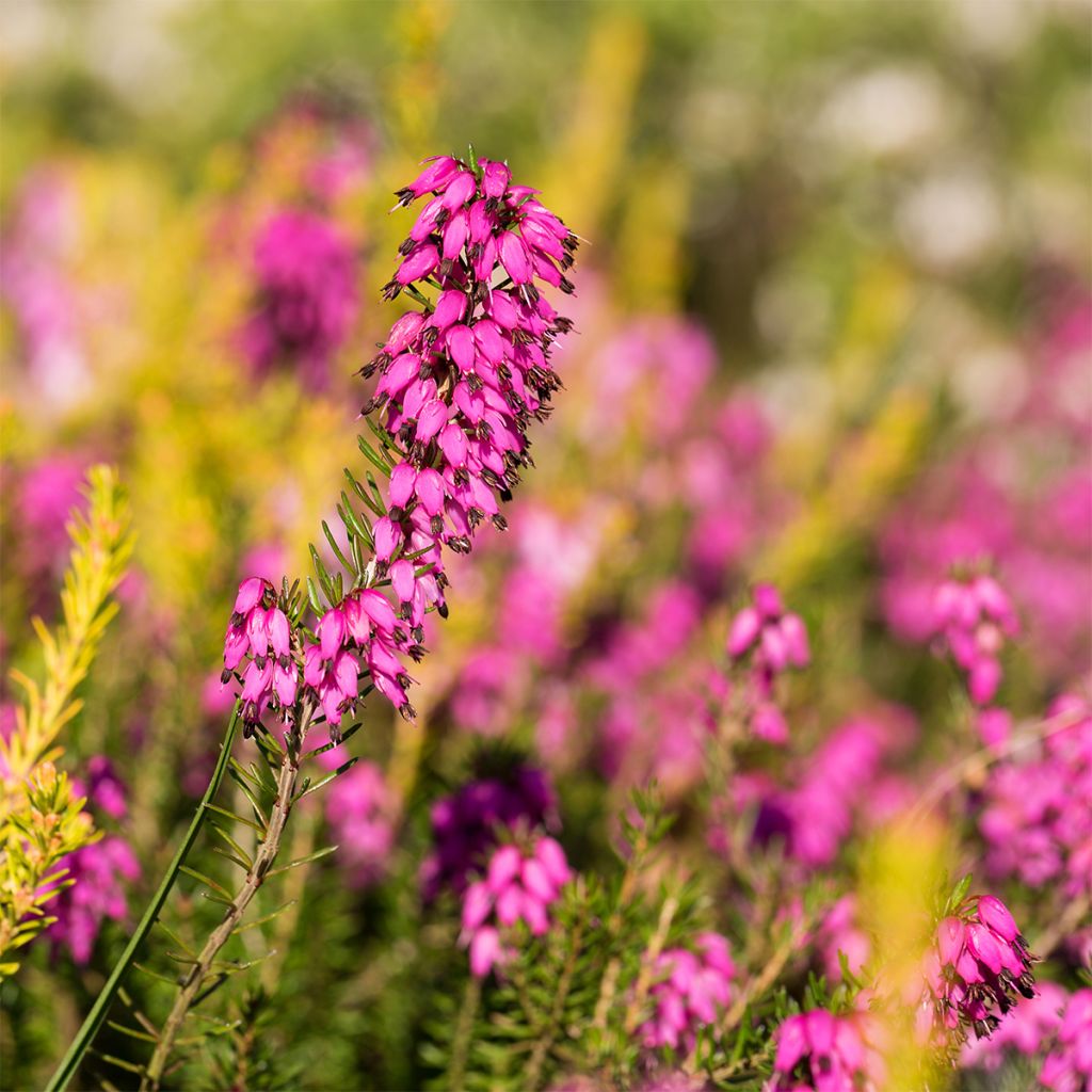 Erica carnea Myreton Ruby