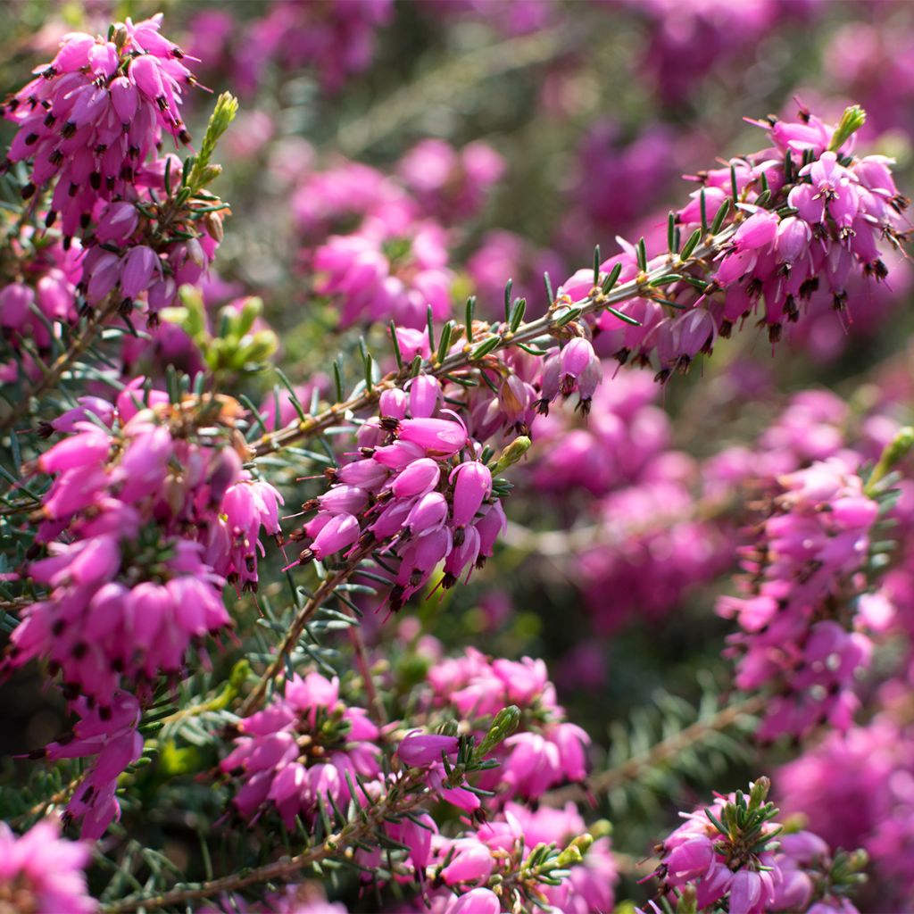 Erica carnea Myreton Ruby