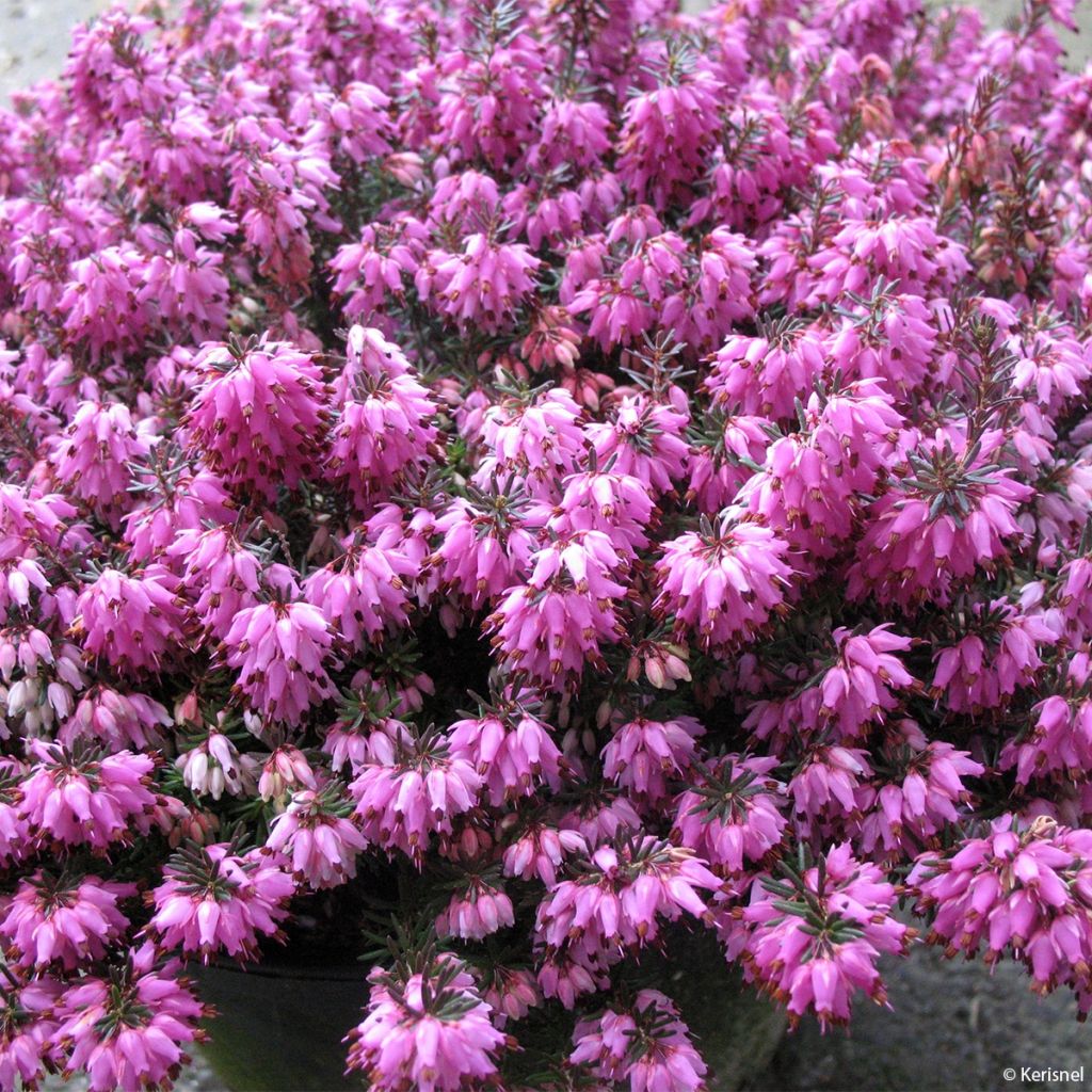 Erica carnea Rosalie