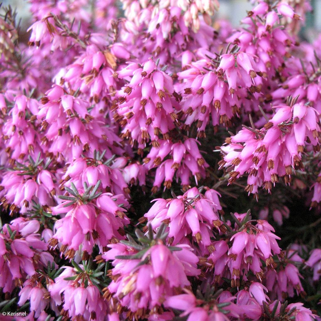 Erica carnea Rosalie