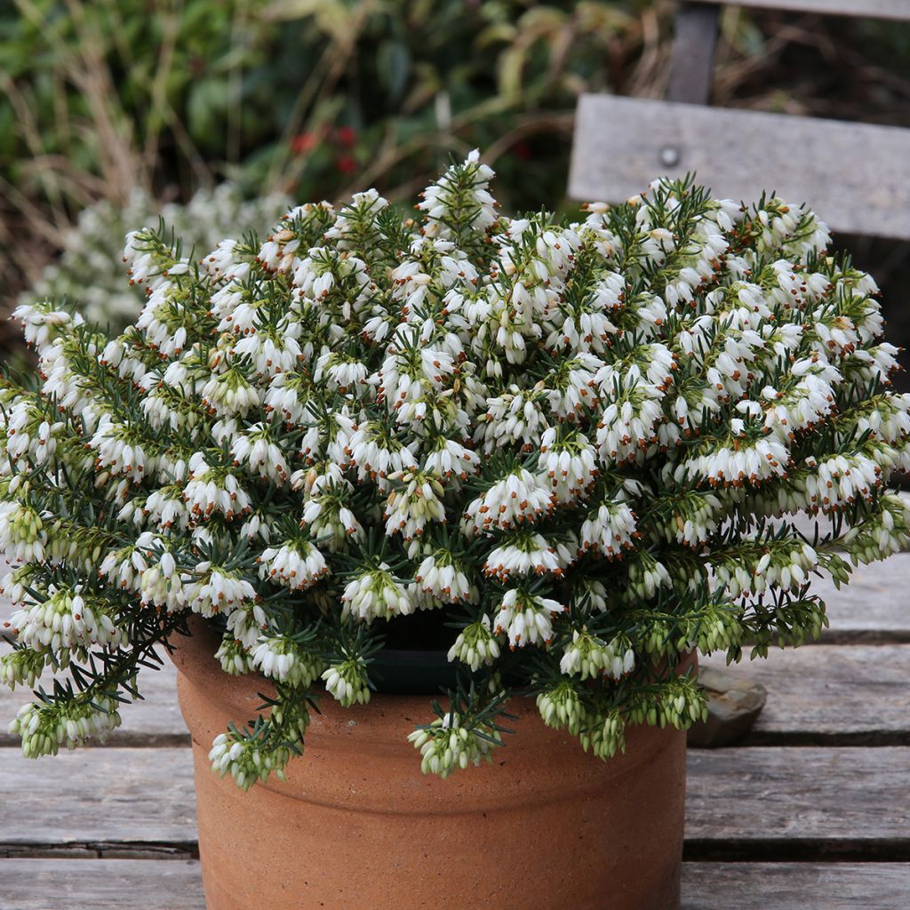 Erica carnea Schneekuppe