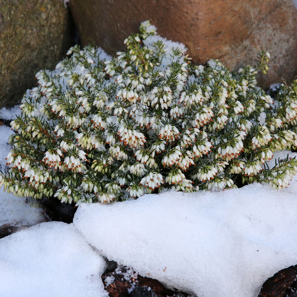 Erica carnea Schneekuppe