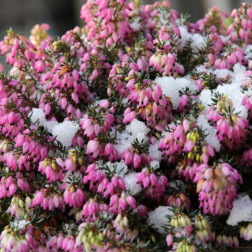 Erica carnea Winterfreude