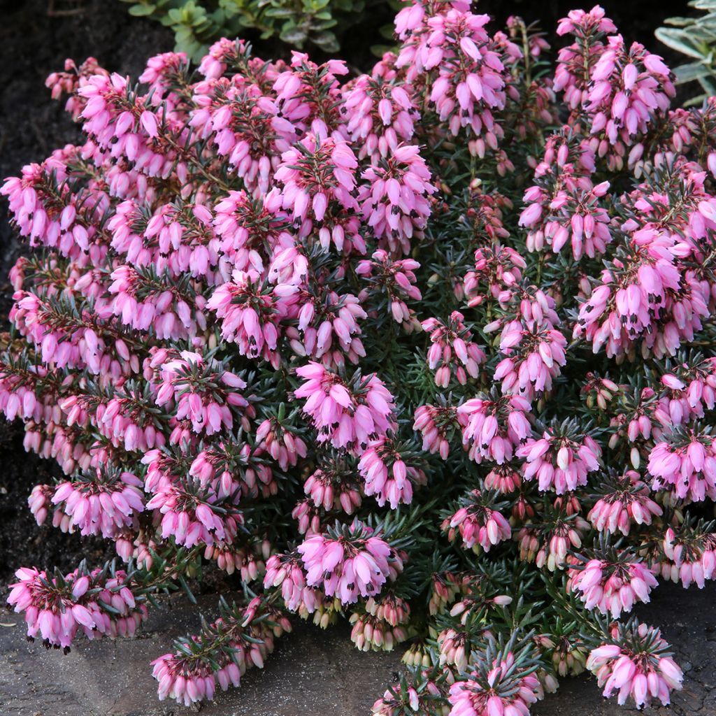 Erica carnea Wintersonne