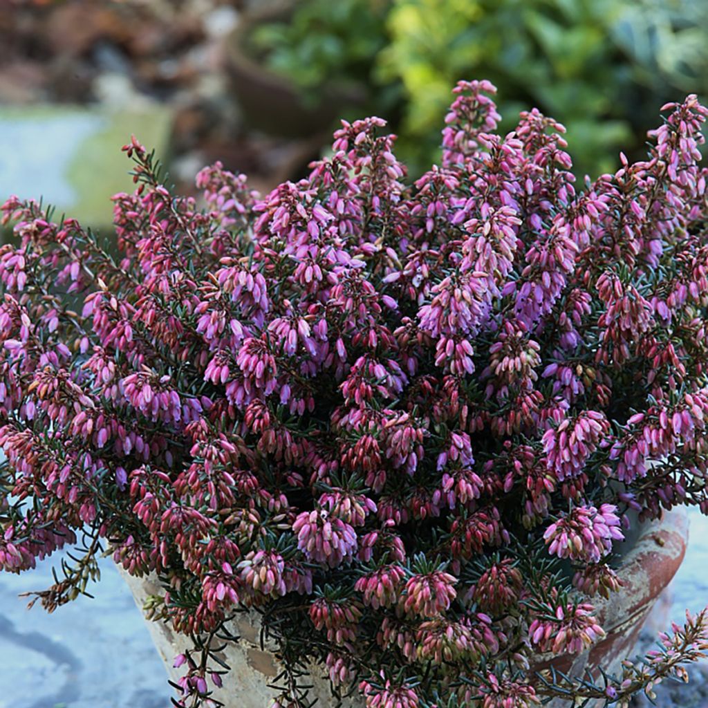 Erica carnea Wintersonne