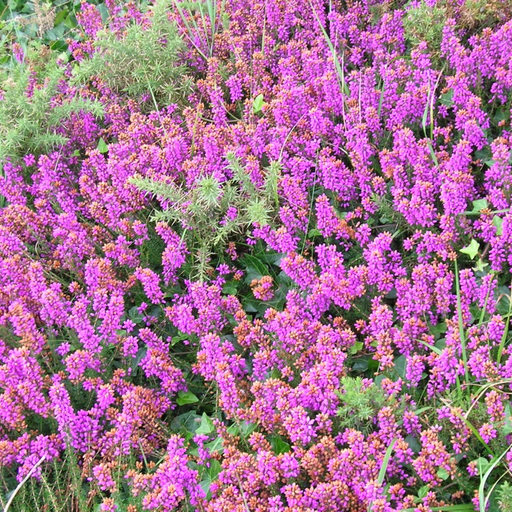 Erica cinerea C.G Best - Bruyère cendrée rose foncé