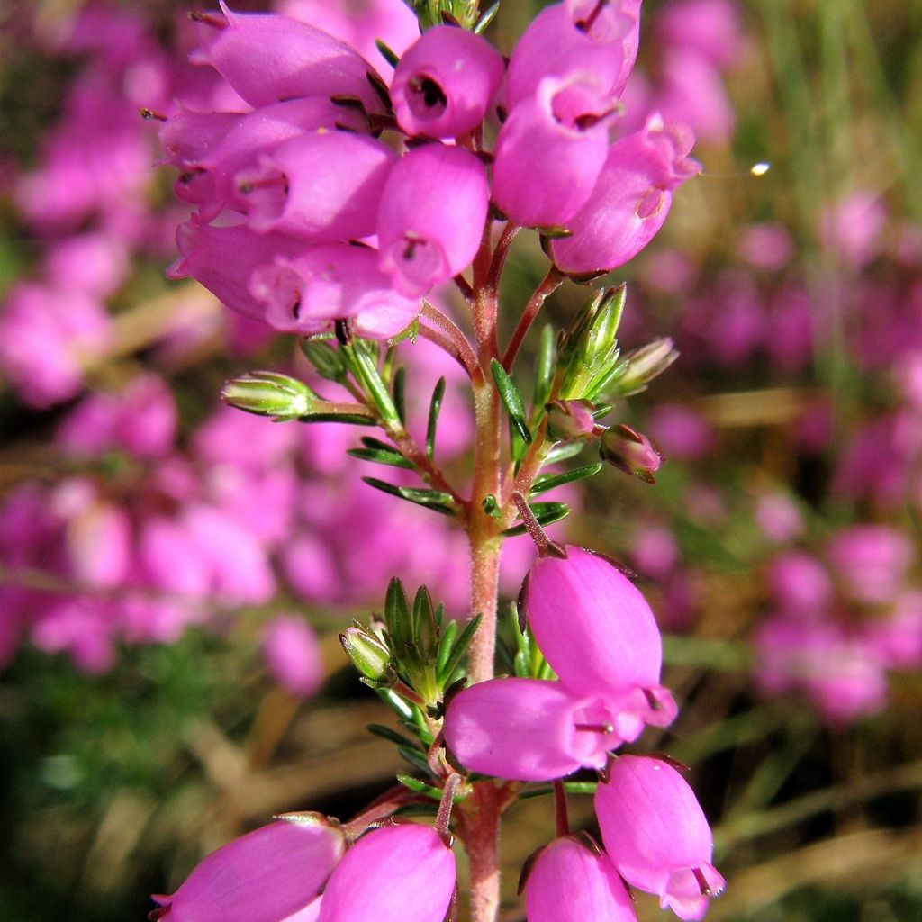 Erica cinerea