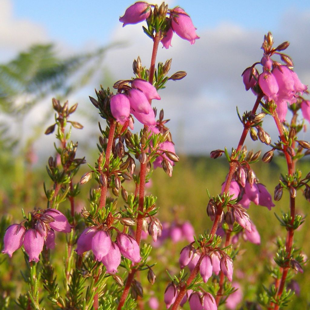 Erica cinerea Rosa Bella - Bruyère cendrée rose fuchsia