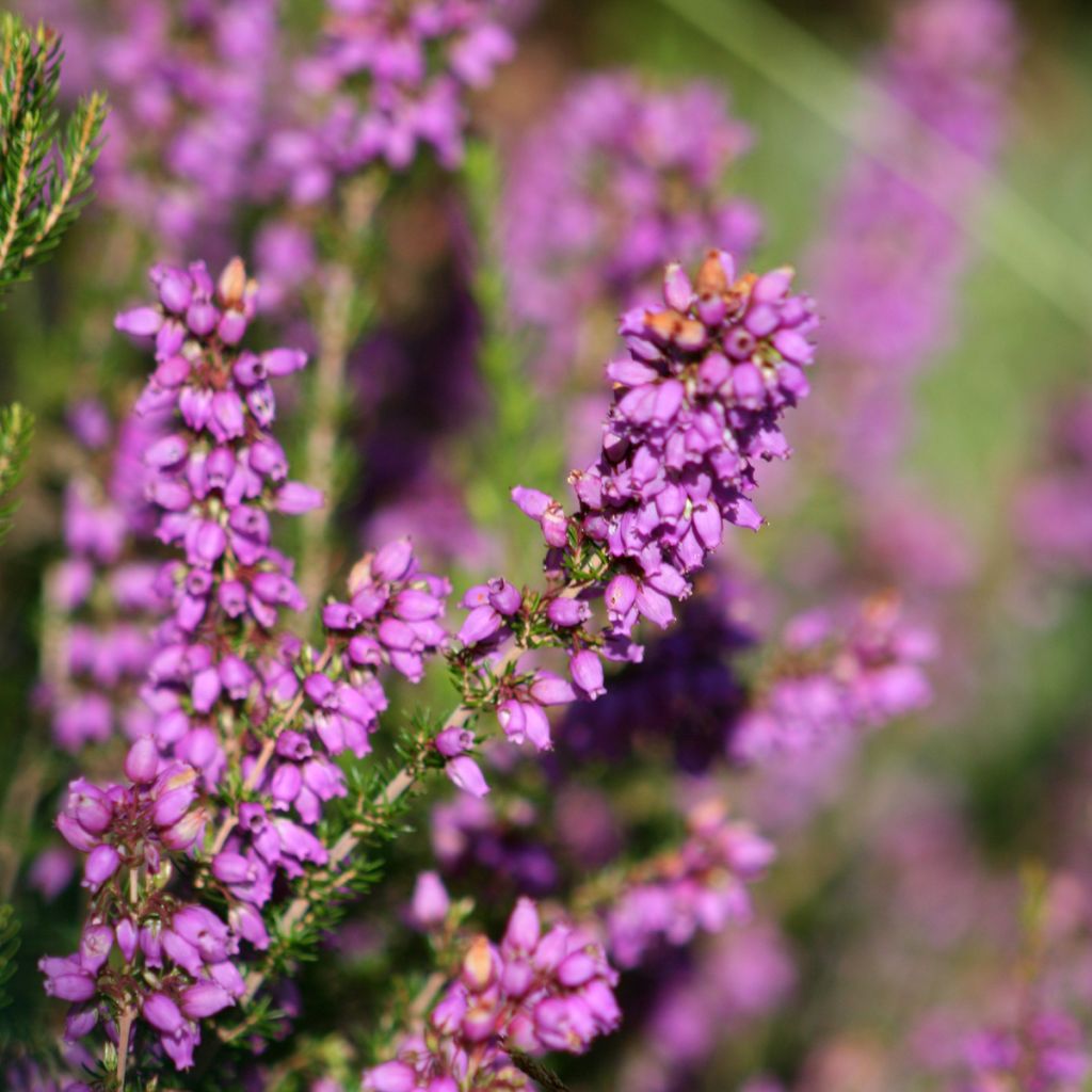 Bruyère cendrée - Erica cinerea