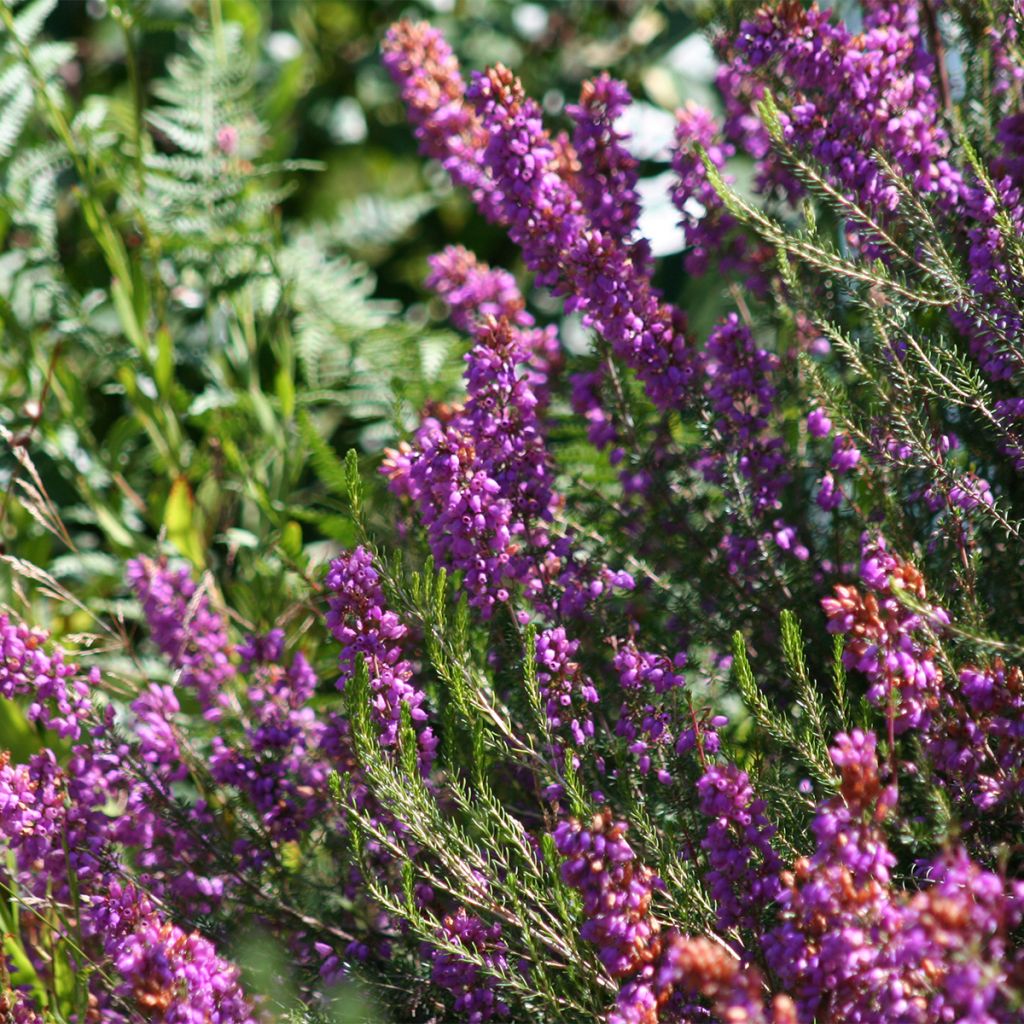 Bruyère cendrée - Erica cinerea