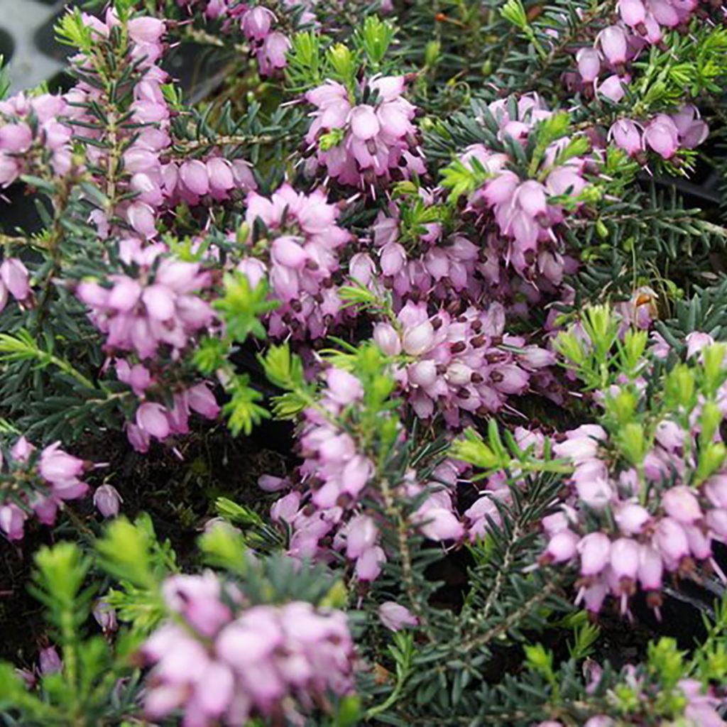 Erica darleyensis Aurélie Bregeon