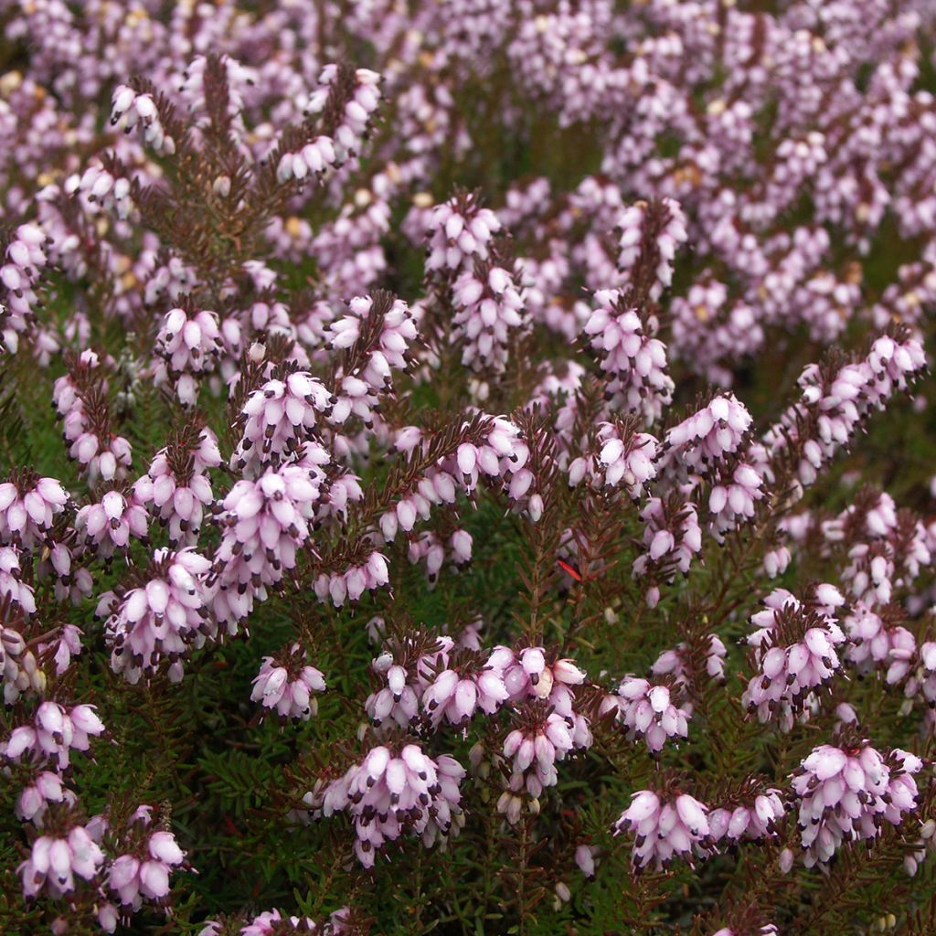 Erica darleyensis Aurélie Bregeon