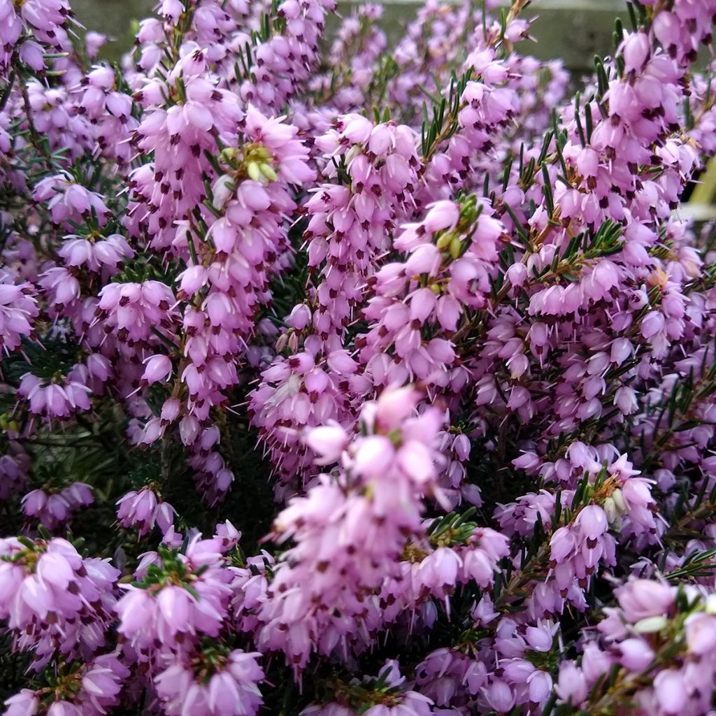 Erica darleyensis Darley Dale