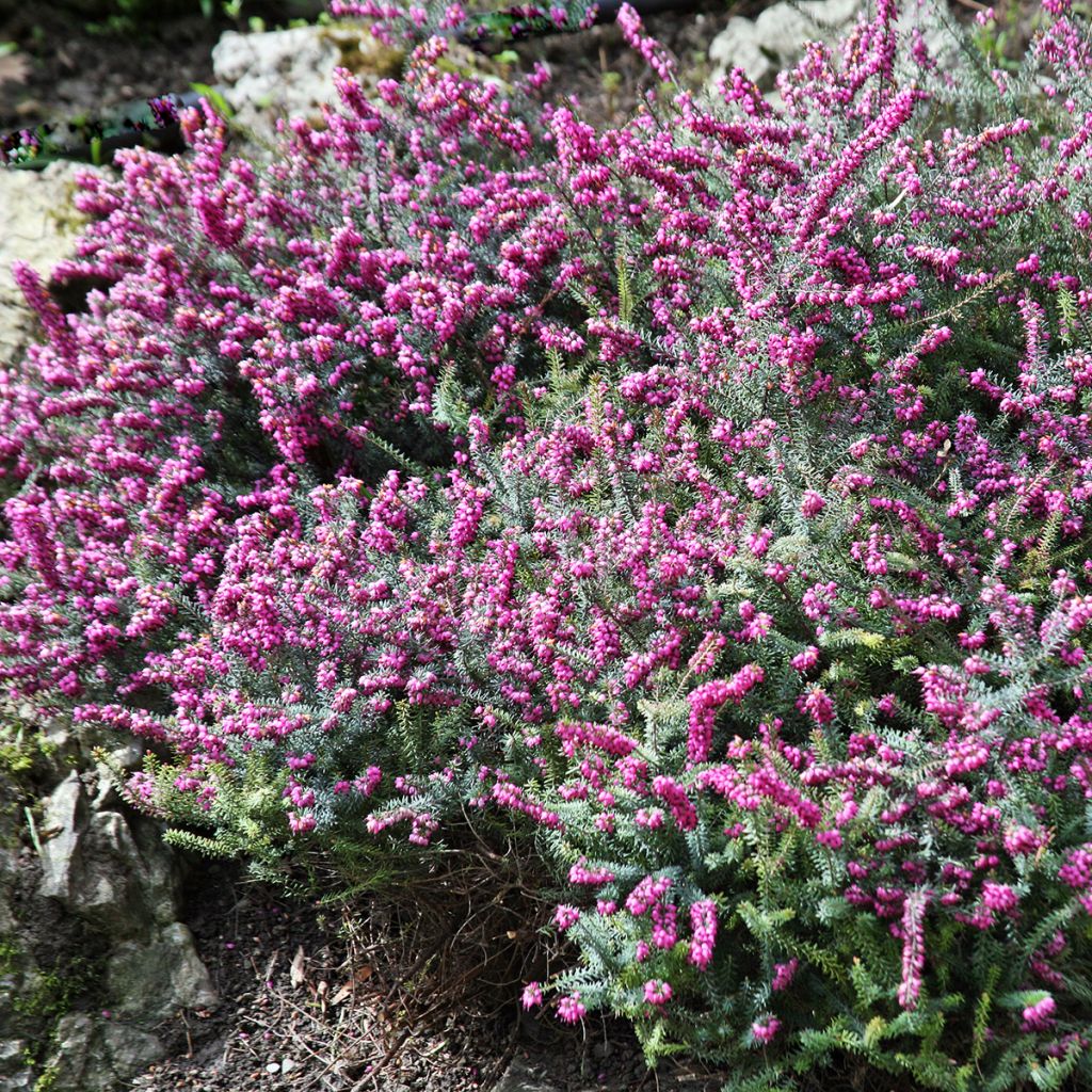 Erica darleyensis Darley Dale