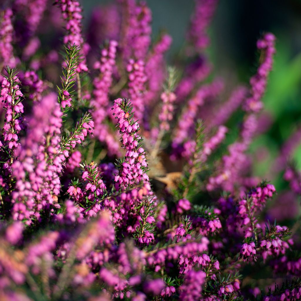 Erica darleyensis Darley Dale