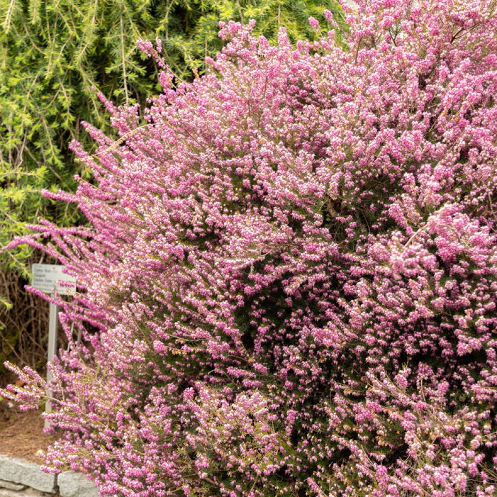 Erica darleyensis Darley Dale