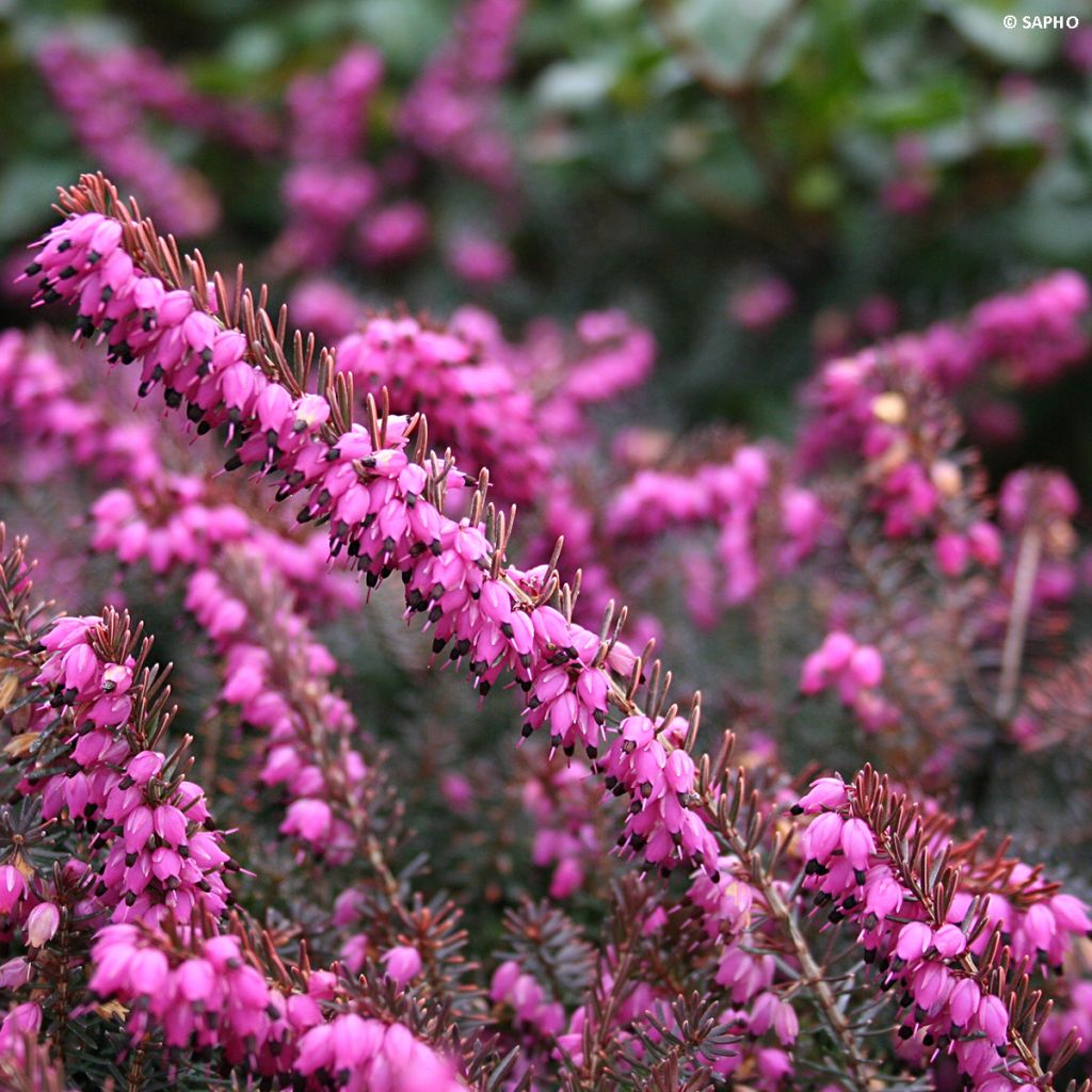 Erica x darleyensis Eva Gold - Bruyère d'hiver