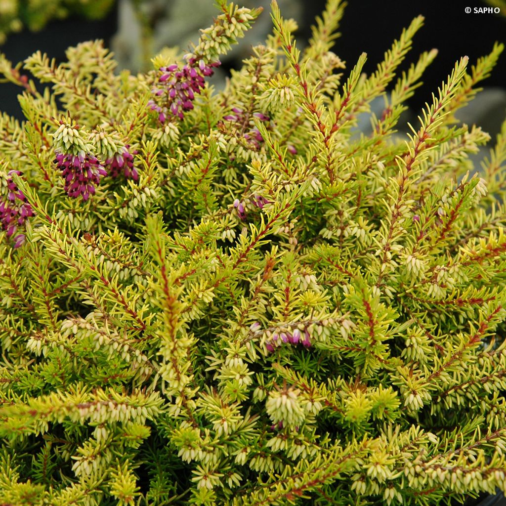 Erica x darleyensis Eva Gold - Bruyère d'hiver