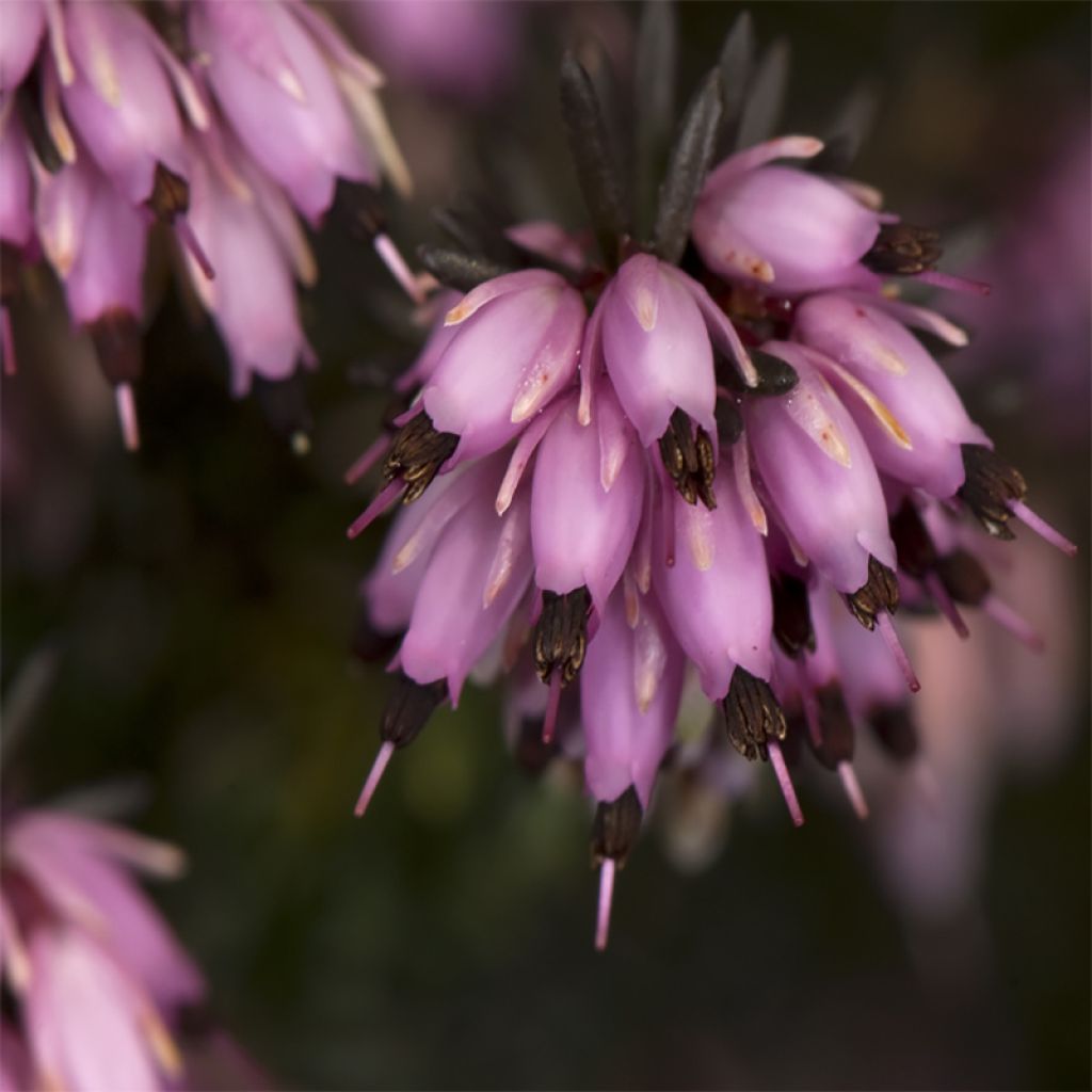 Erica darleyensis Furzey