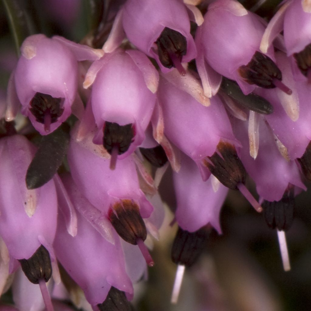 Erica darleyensis Furzey