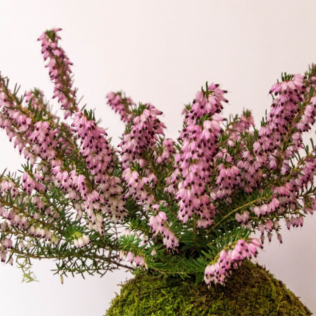 Erica darleyensis Furzey