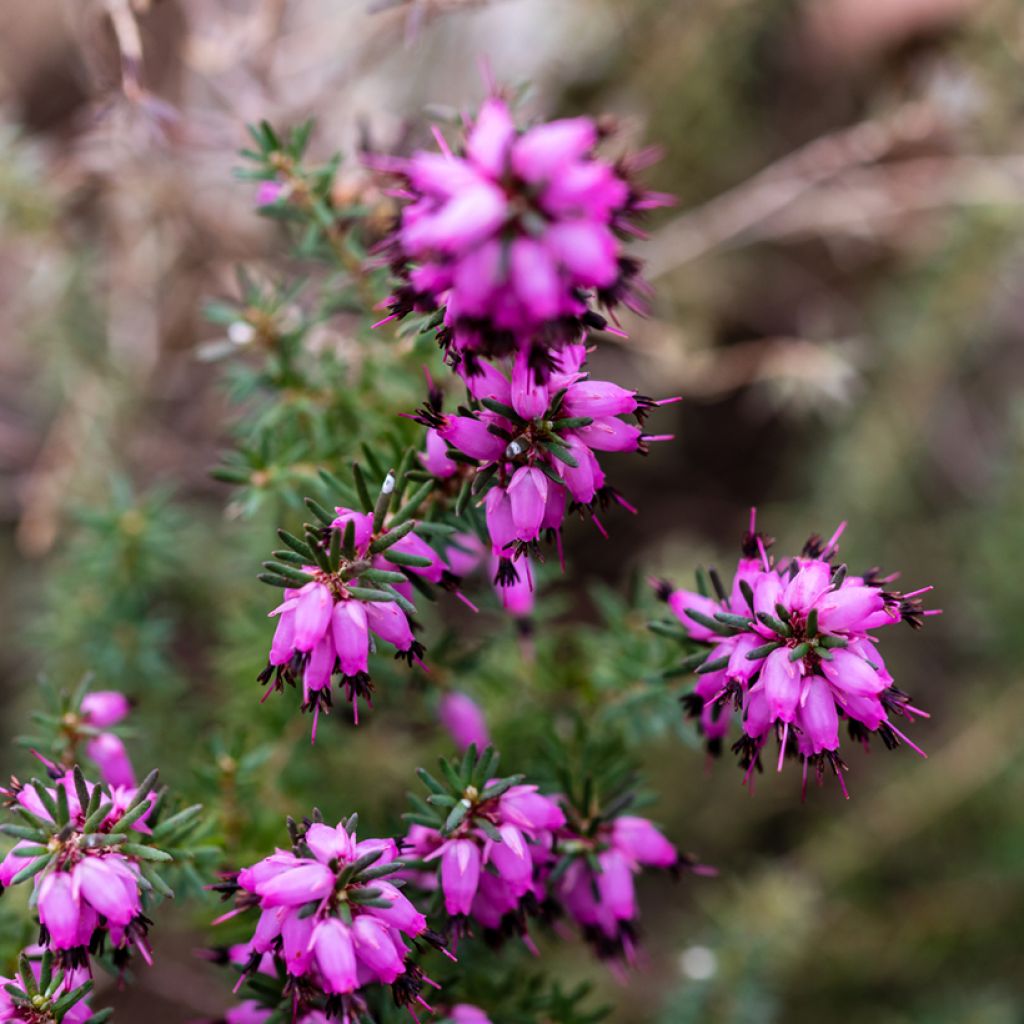 Erica darleyensis J.W. Porter