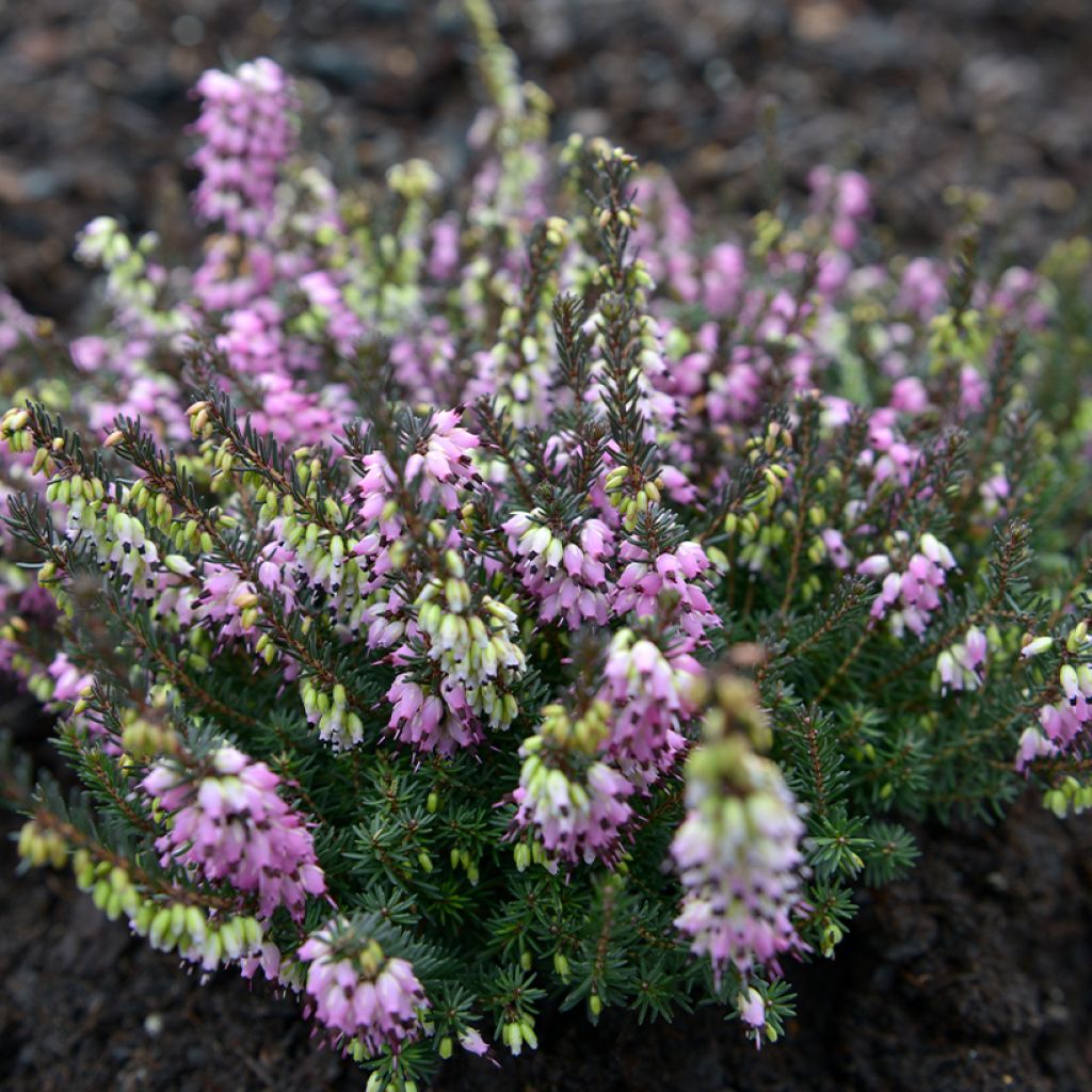 Erica darleyensis Lea