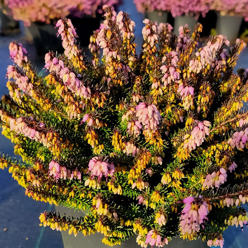 Erica darleyensis Lea