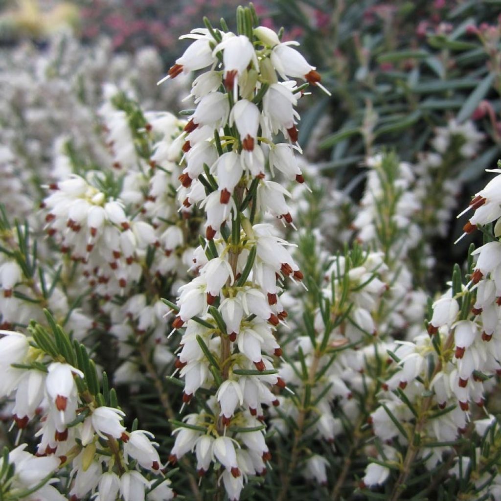 Erica darleyensis White Perfection