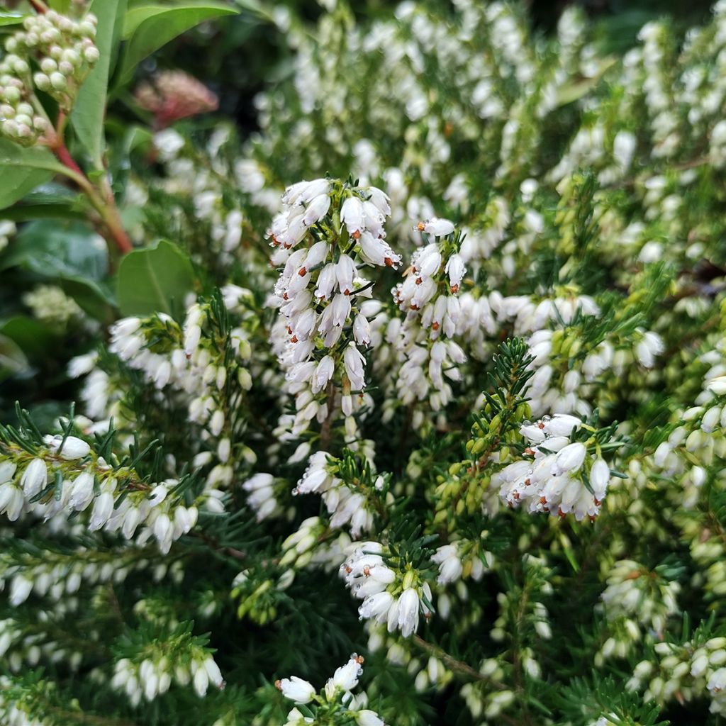 Erica darleyensis White Perfection