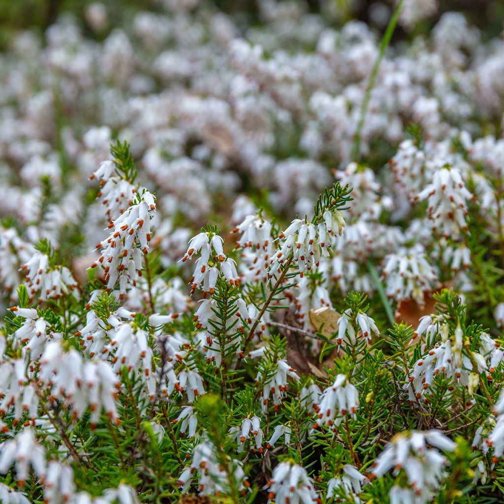 Erica darleyensis White Perfection