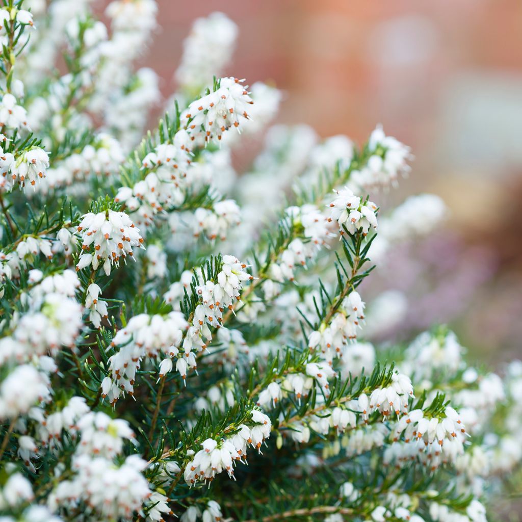 Erica darleyensis White Perfection