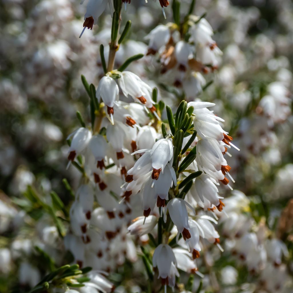 Erica darleyensis White Perfection