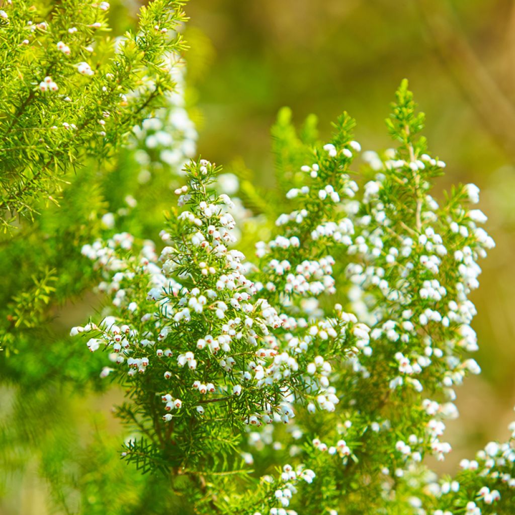 Erica darleyensis White Perfection