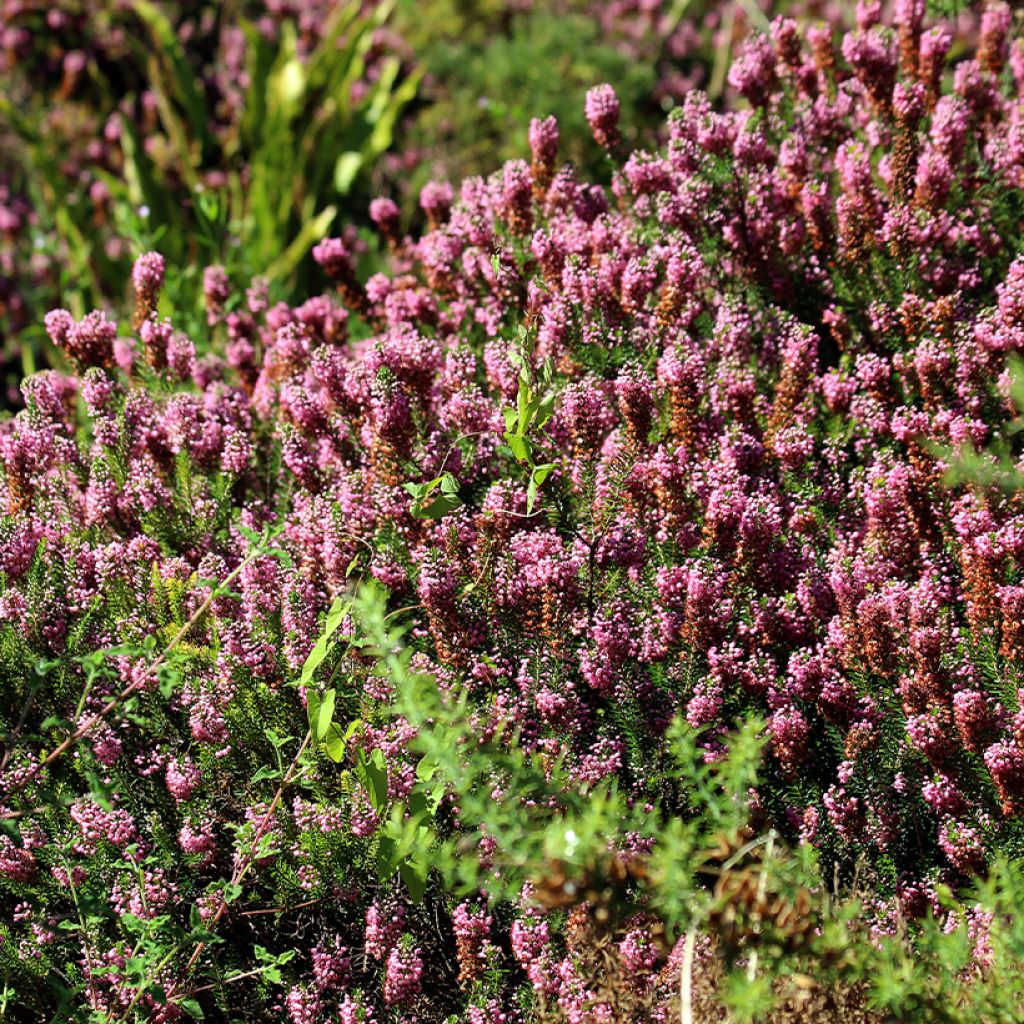 Erica vagans Diana Hornibrook