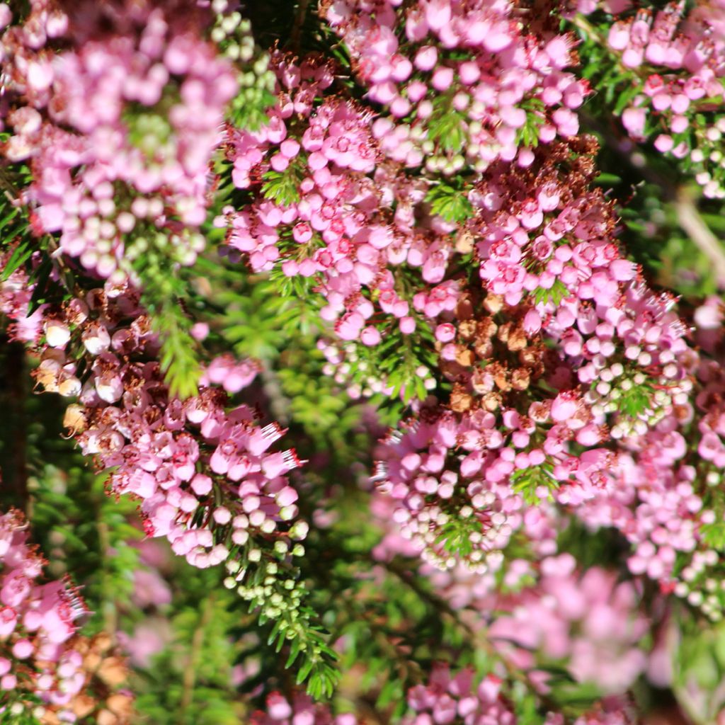 Erica vagans Diana Hornibrook