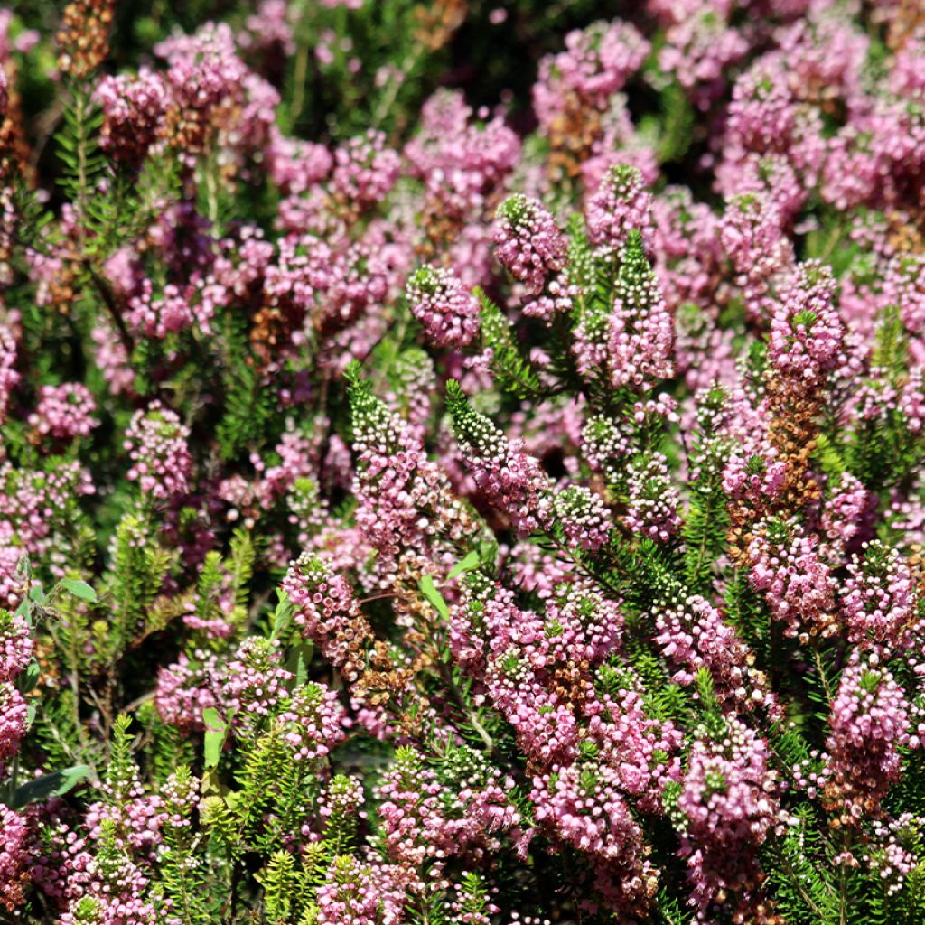 Erica vagans Diana Hornibrook