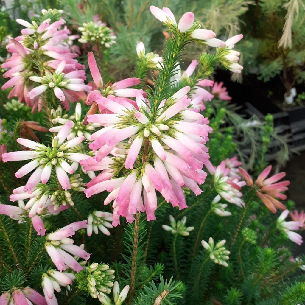 Erica verticillata