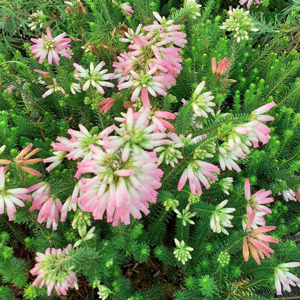 Erica verticillata