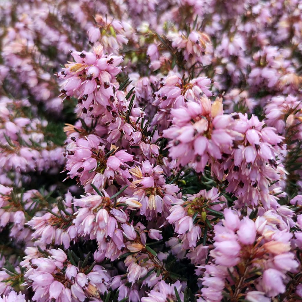 Erica darleyensis Spring Surprise