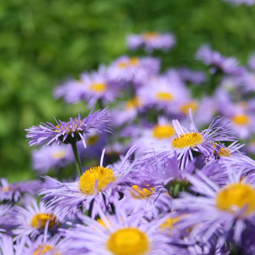 Erigeron speciosus Azure Beauty