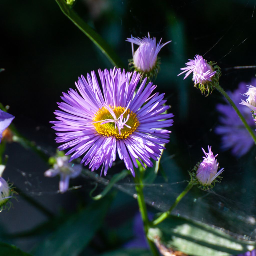 Erigeron Dignity - Vergerette