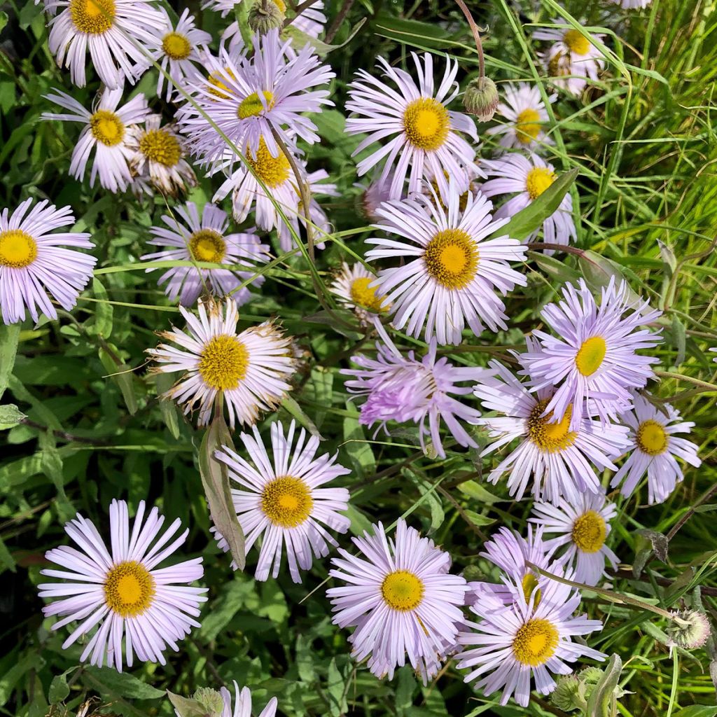 Erigeron Quakeress