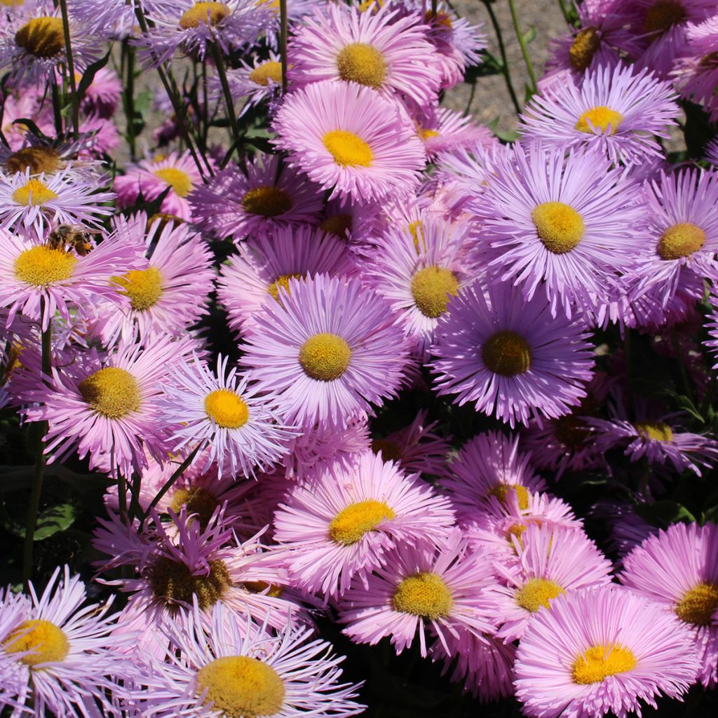 Erigeron speciosus Rosa Jewel