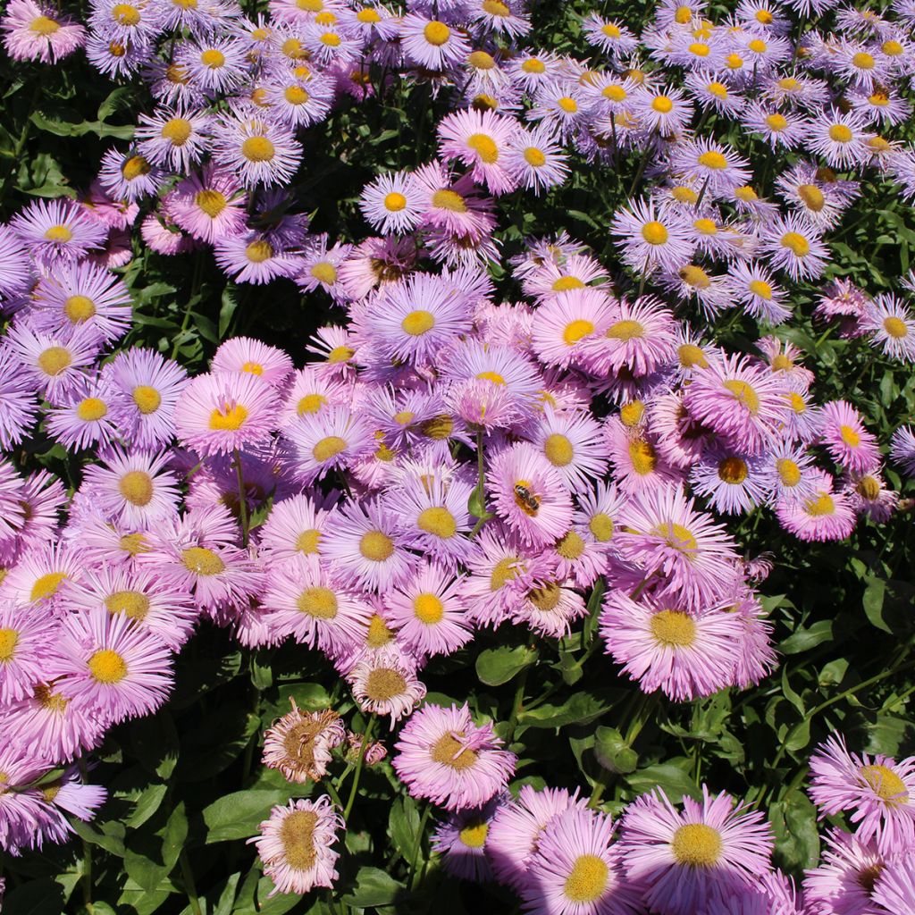 Erigeron speciosus Rosa Jewel