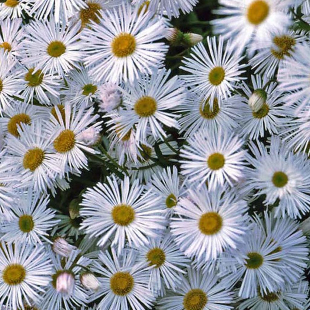 Erigeron Sommerneuschnee - Vergerette de Californie. 