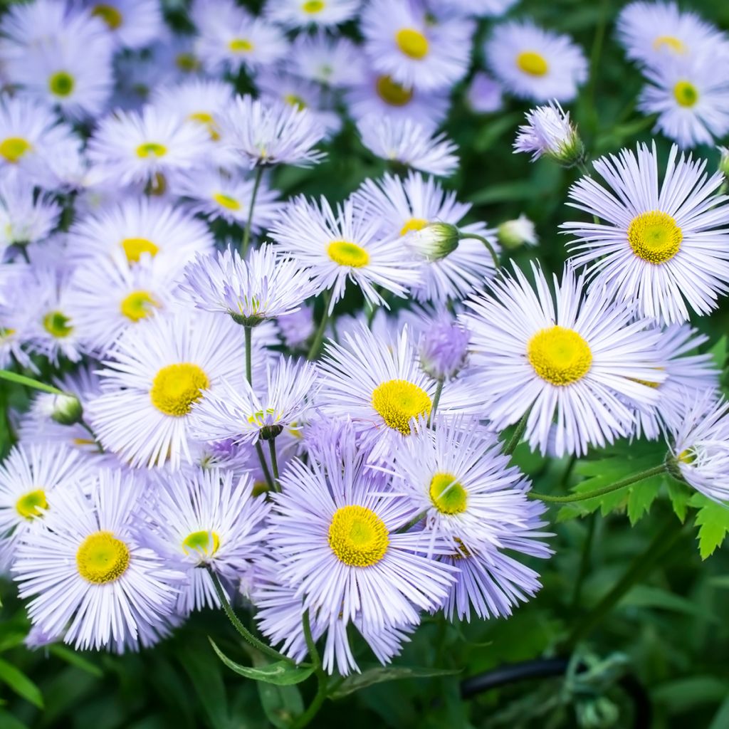 Erigeron speciosus Sommerneuschnee